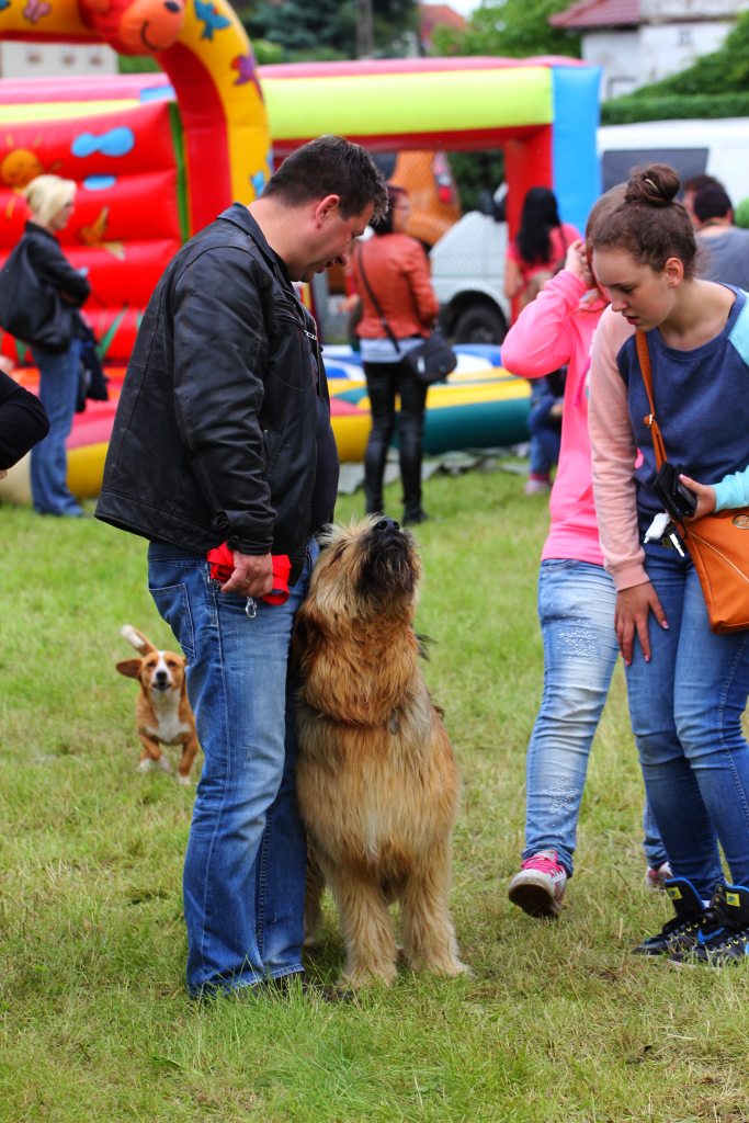 II Święto Truskawki