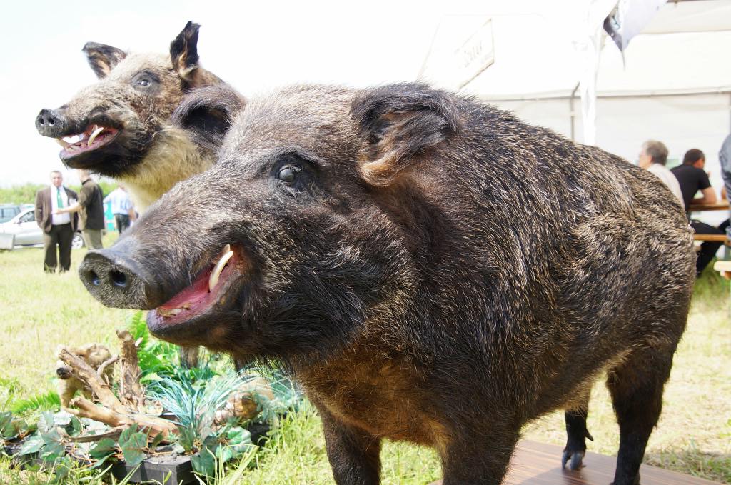 90 Lat Polskiego Związku Łowieckiego