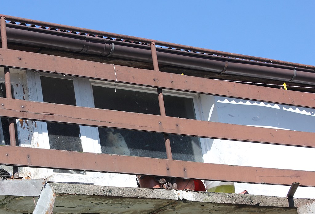 Skończył się horror trzech psów z ulicy Dąbrówki