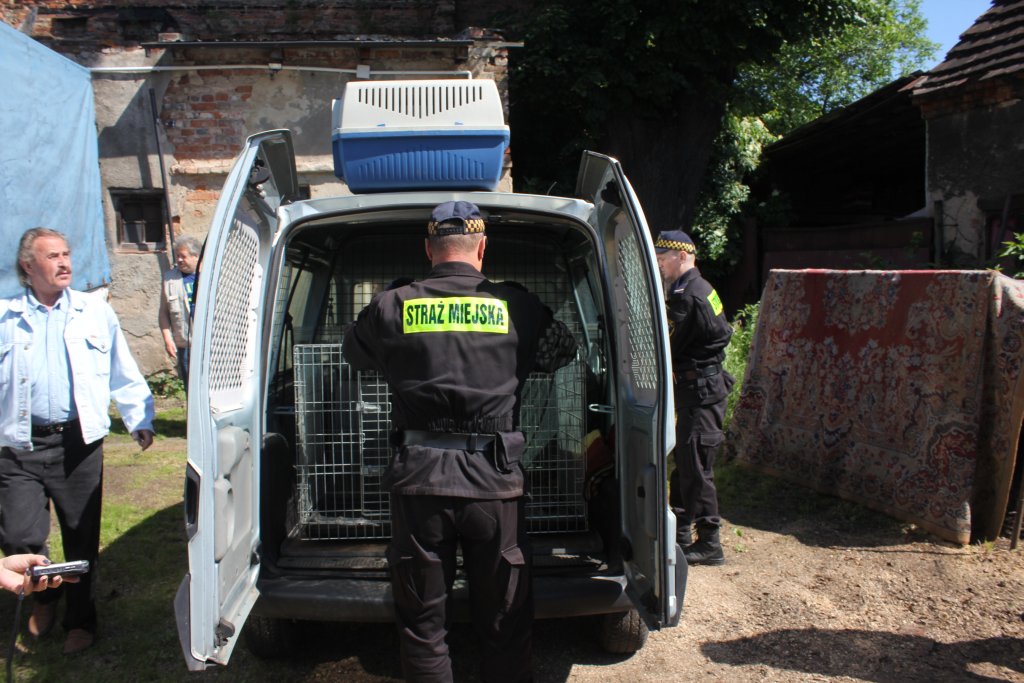 Skończył się horror trzech psów z ulicy Dąbrówki
