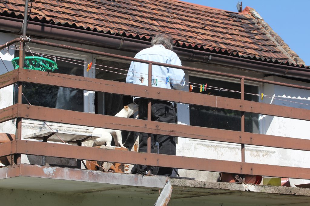 Skończył się horror trzech psów z ulicy Dąbrówki