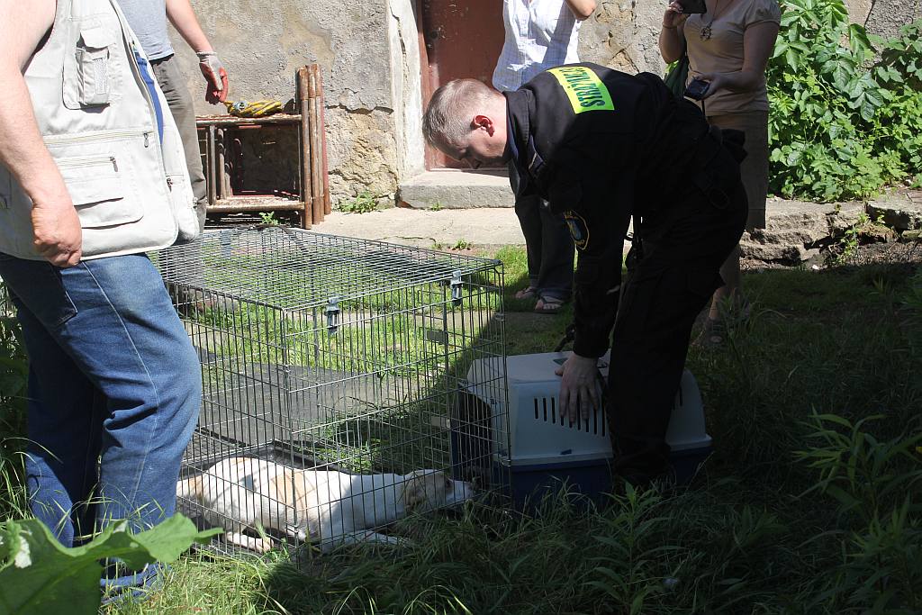 Skończył się horror trzech psów z ulicy Dąbrówki