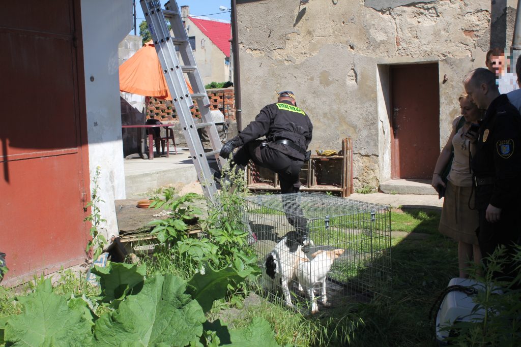 Skończył się horror trzech psów z ulicy Dąbrówki