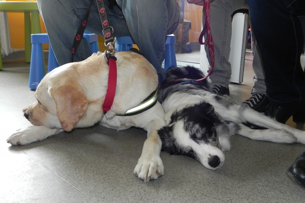 Dogoterapia w legnickim szpitalu