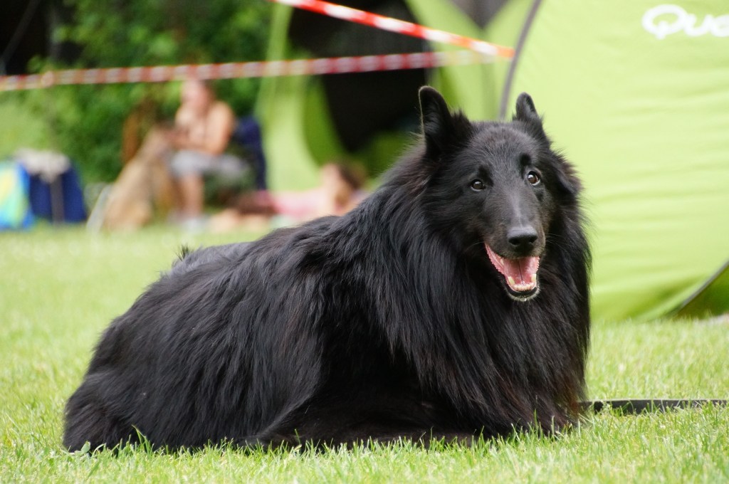 III Krajowa Wystawa Psów Pasterskich