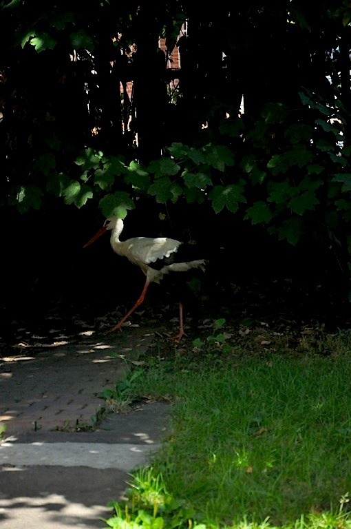 Przy Grunwaldzkiej ptaki mają jak w raju