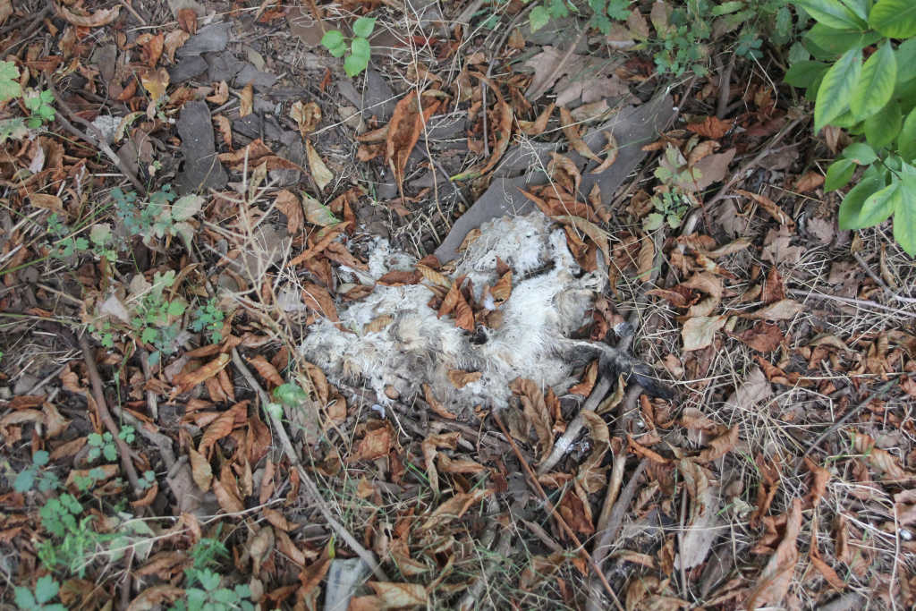 Bezpańskie koty Browar