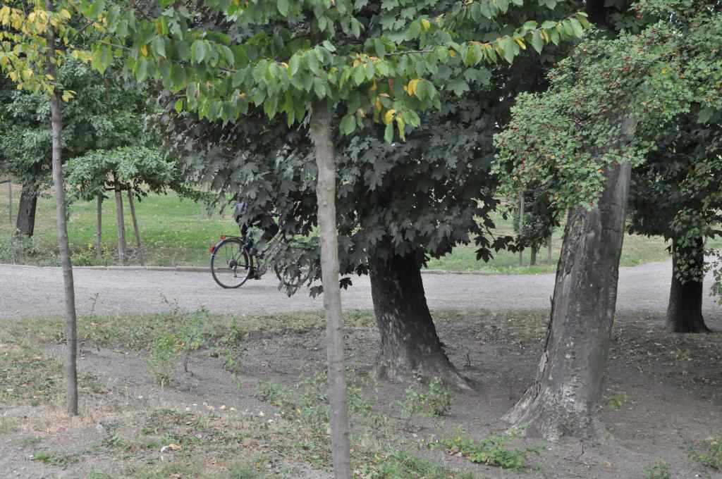 Rowerzyści nie znają parkowego regulaminu?