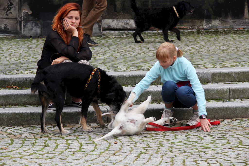 Zerwijmy psom łańcuchy