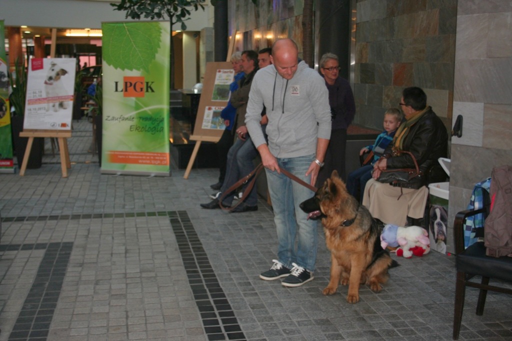 Zaadoptuj psa z Galerią Piastów