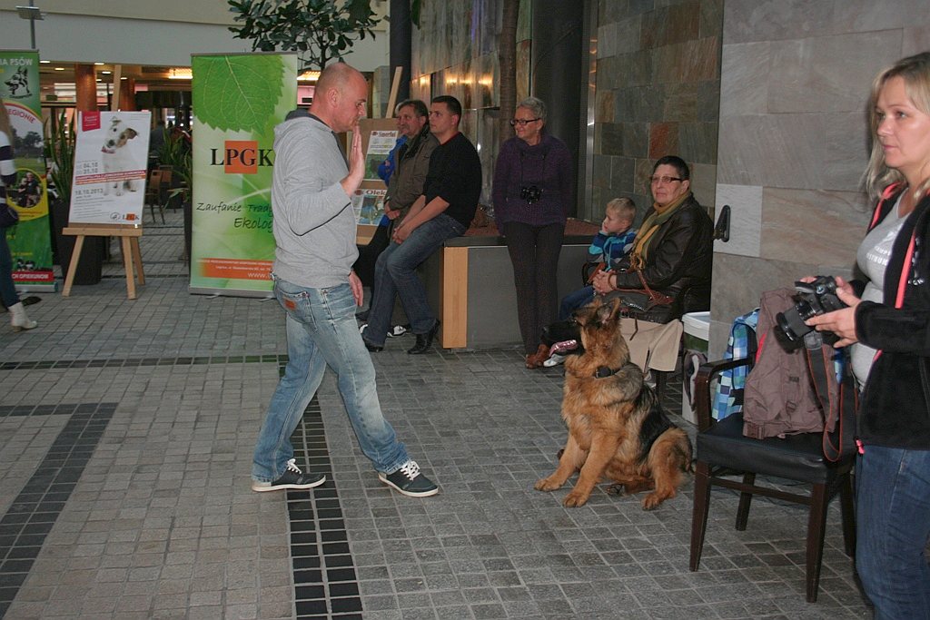 Zaadoptuj psa z Galerią Piastów