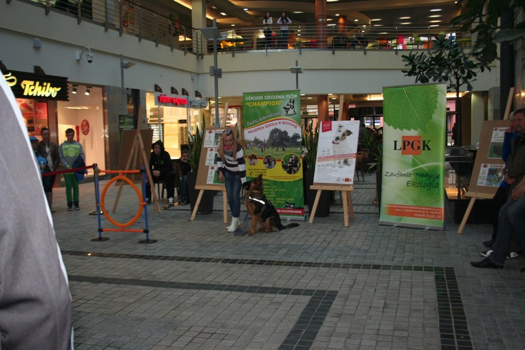 Zaadoptuj psa z Galerią Piastów