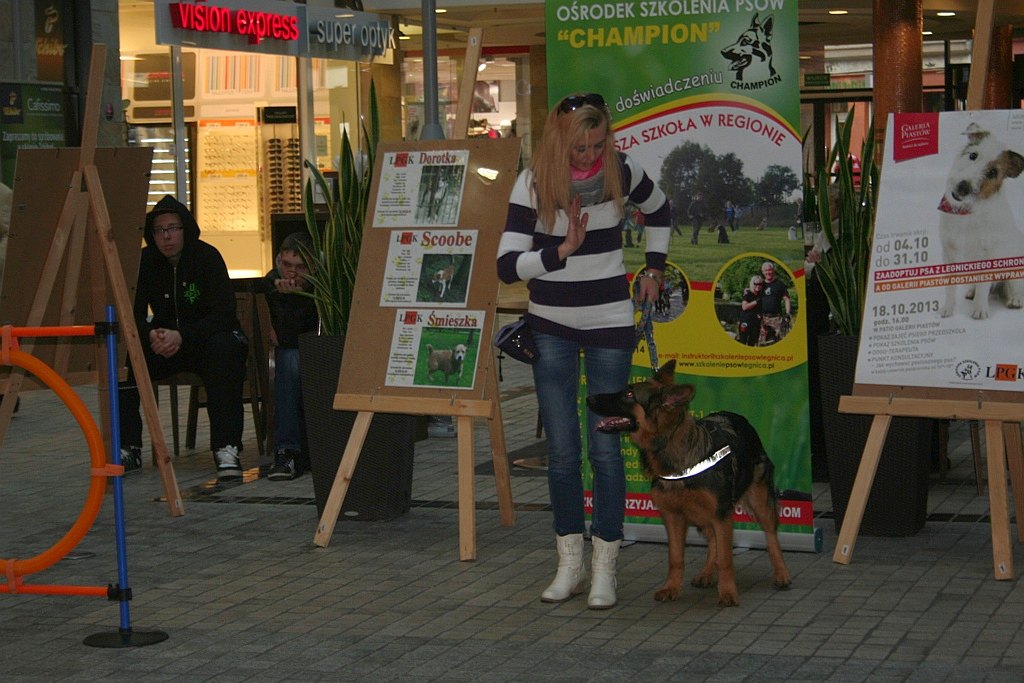 Zaadoptuj psa z Galerią Piastów
