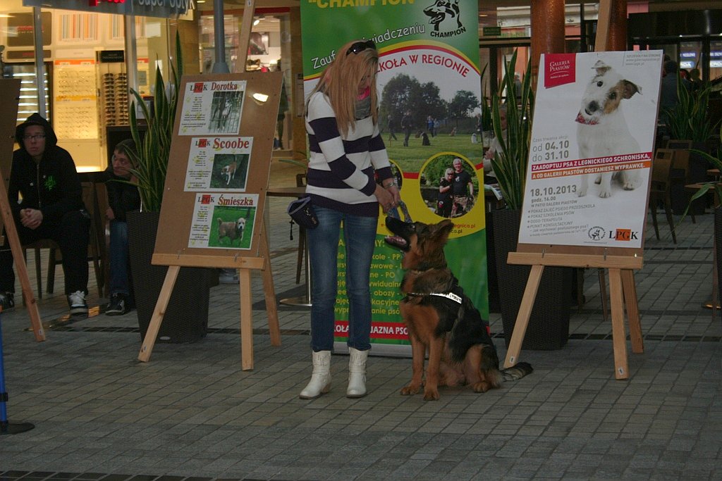 Zaadoptuj psa z Galerią Piastów
