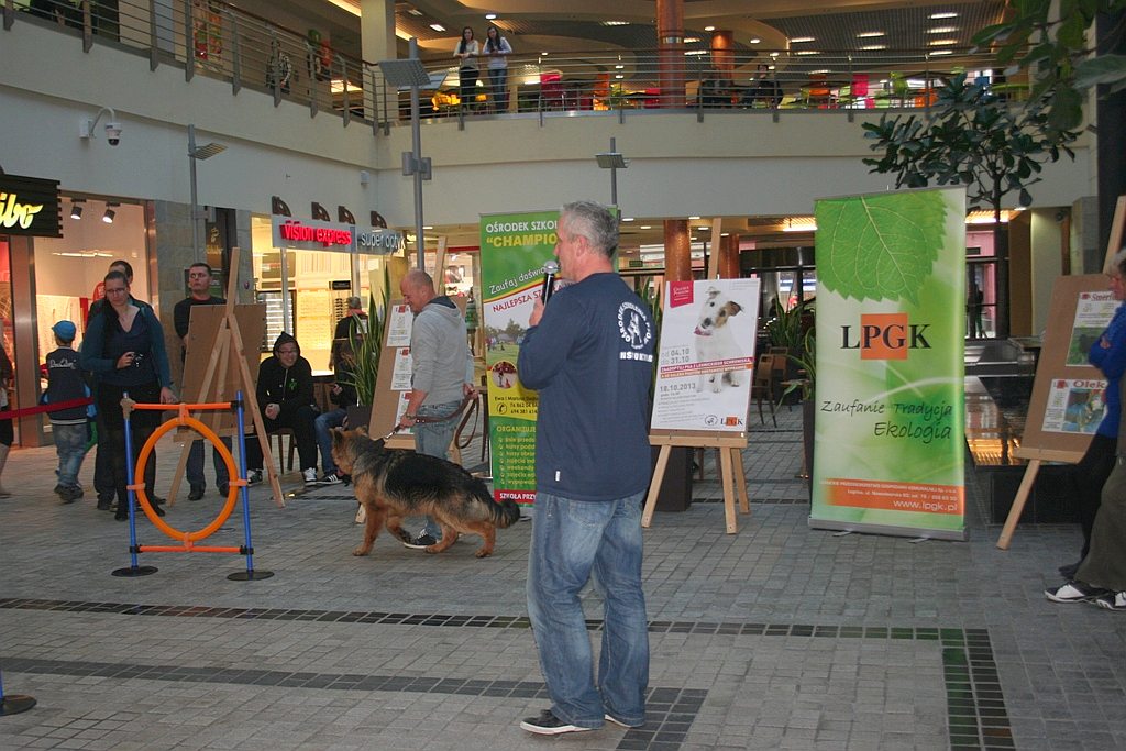 Zaadoptuj psa z Galerią Piastów