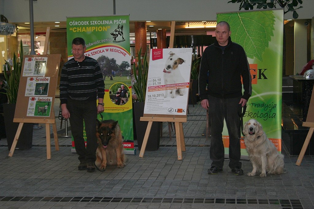 Zaadoptuj psa z Galerią Piastów