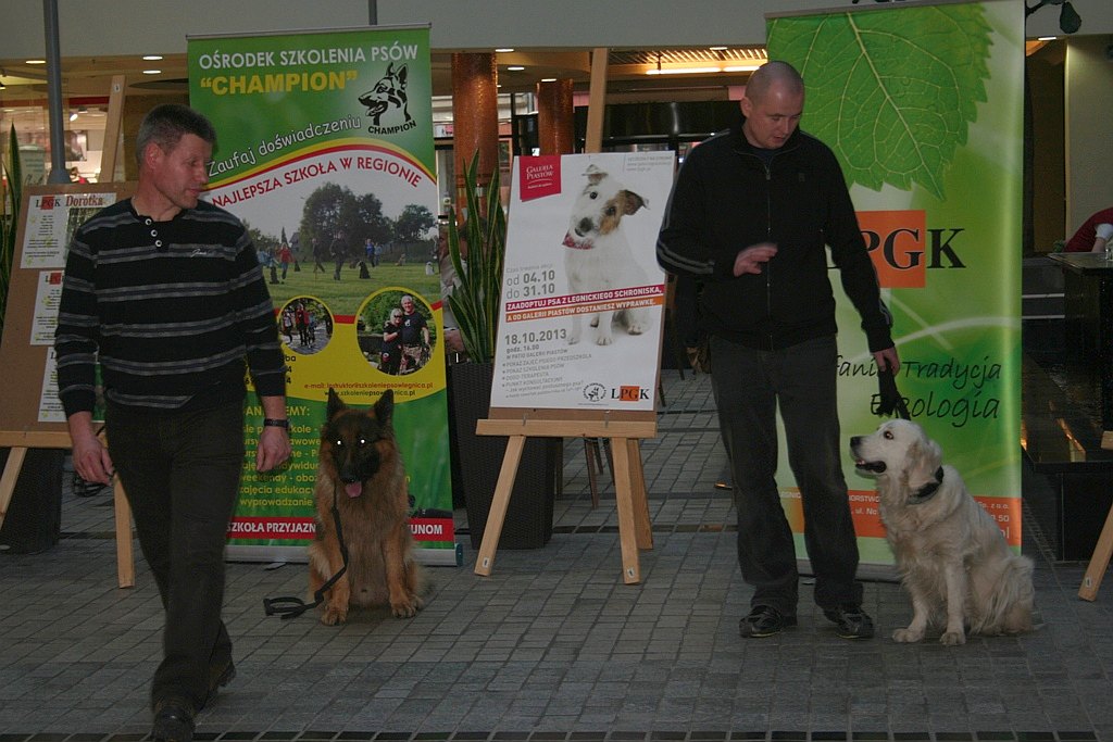Zaadoptuj psa z Galerią Piastów