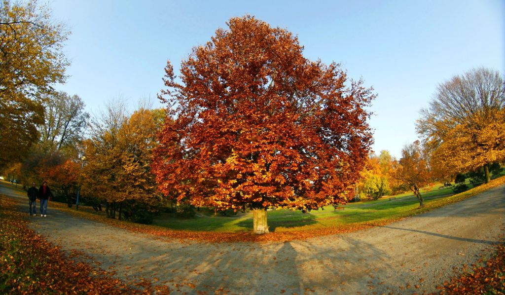 Jesienna Legnica oczami naszych czytelników