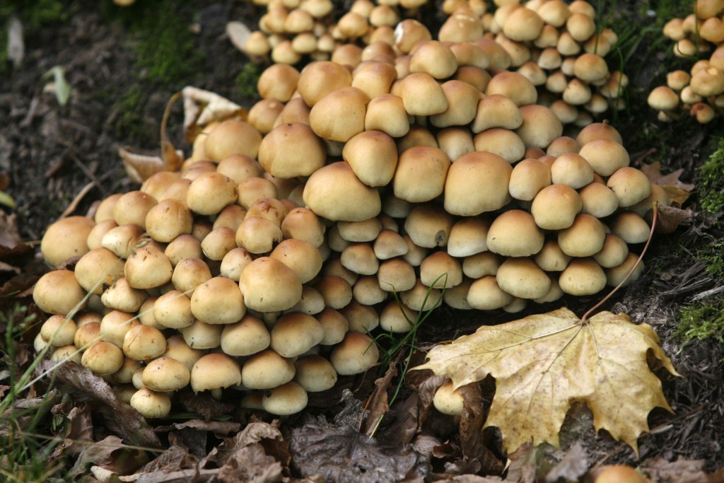 Jesienna Legnica oczami naszych czytelników