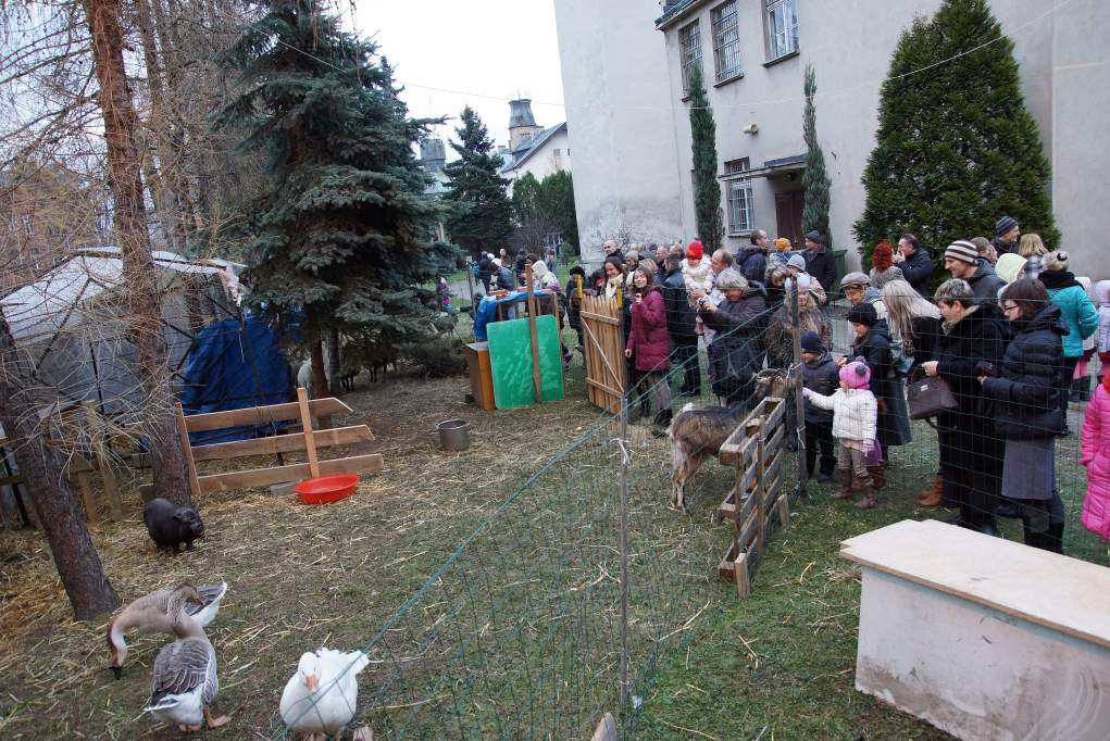Żywa szopka u Franciszkanów