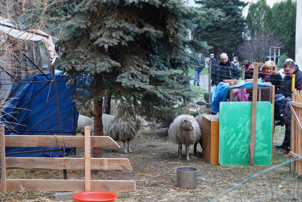 Żywa szopka u Franciszkanów