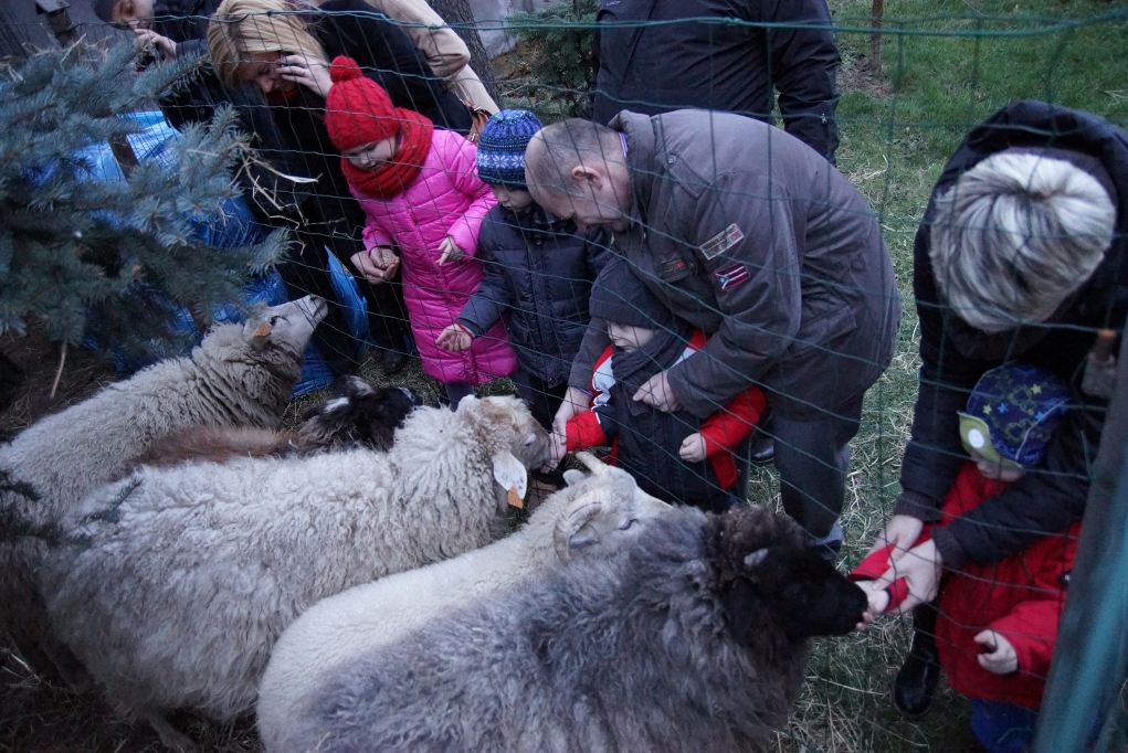 Żywa szopka u Franciszkanów