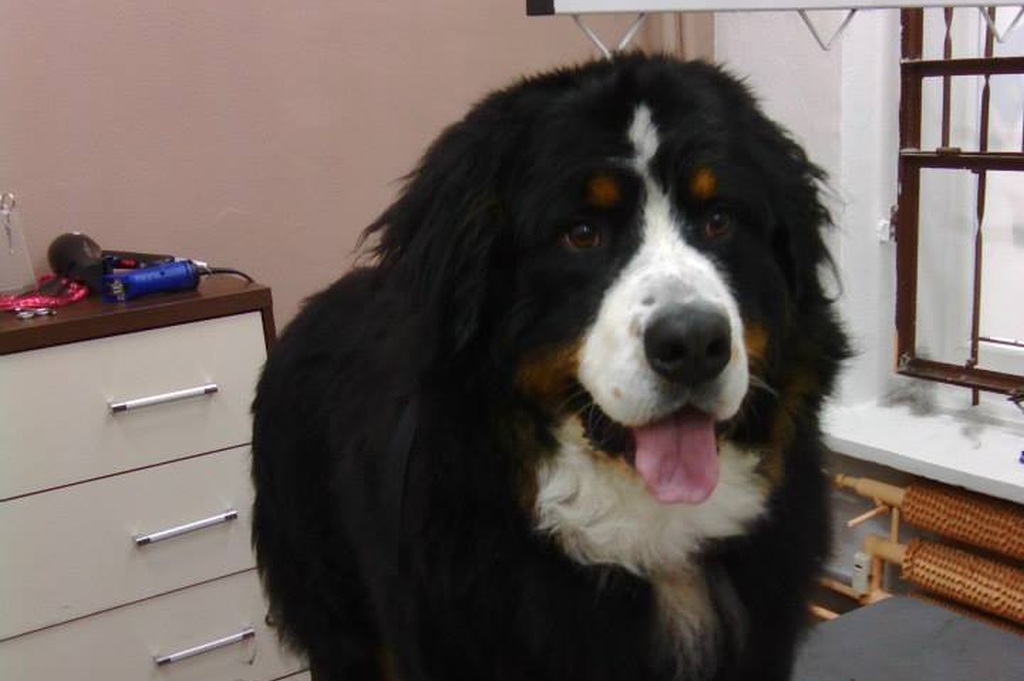 Glossy Dog Salon profesjonalnej pielęgnacji psów