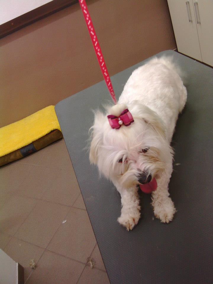 Glossy Dog Salon profesjonalnej pielęgnacji psów