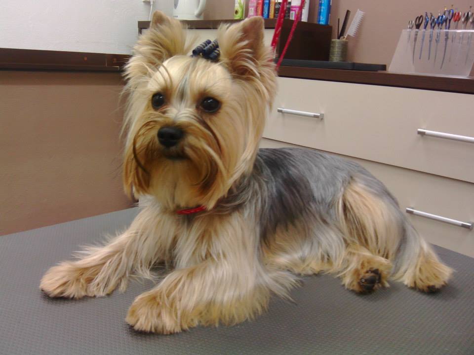 Glossy Dog Salon profesjonalnej pielęgnacji psów