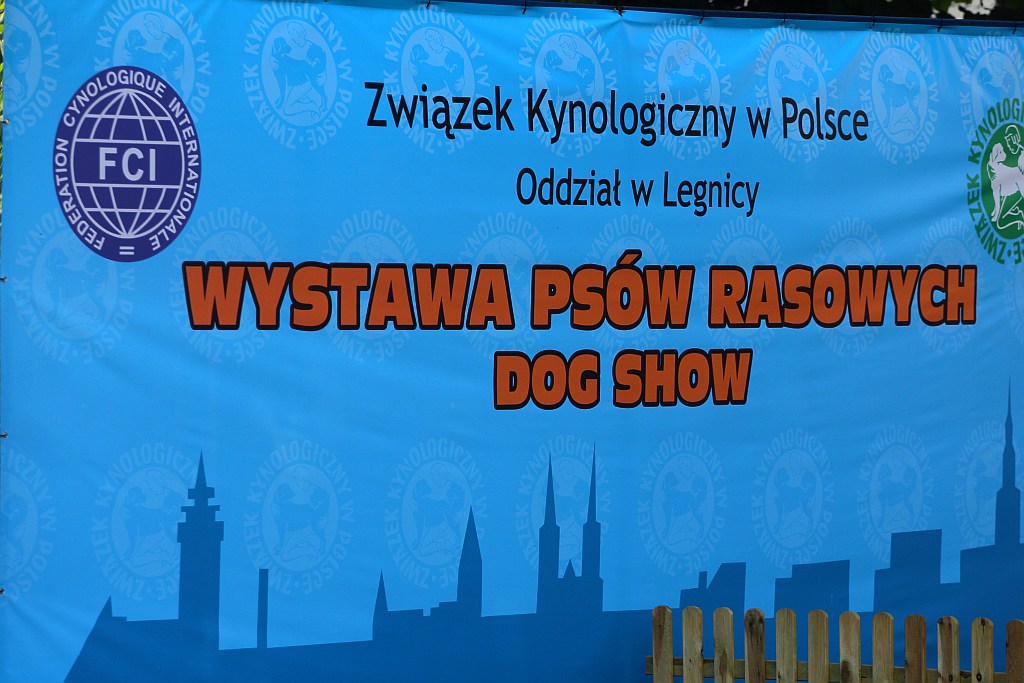 Psy pasterskie i myśliwskie w Legnickim Polu