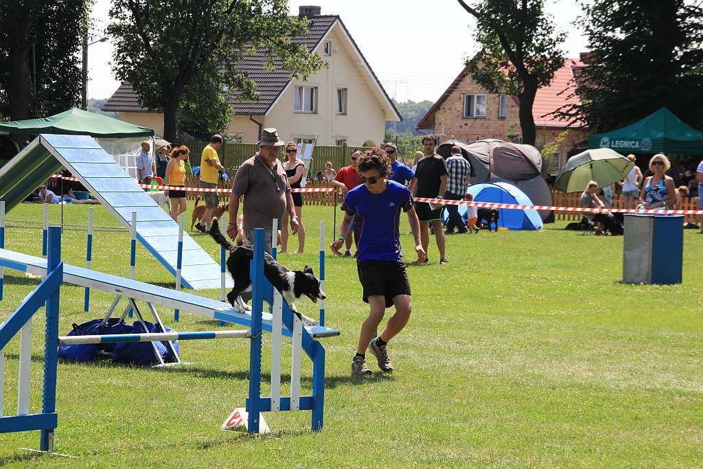 Psy pasterskie i myśliwskie w Legnickim Polu