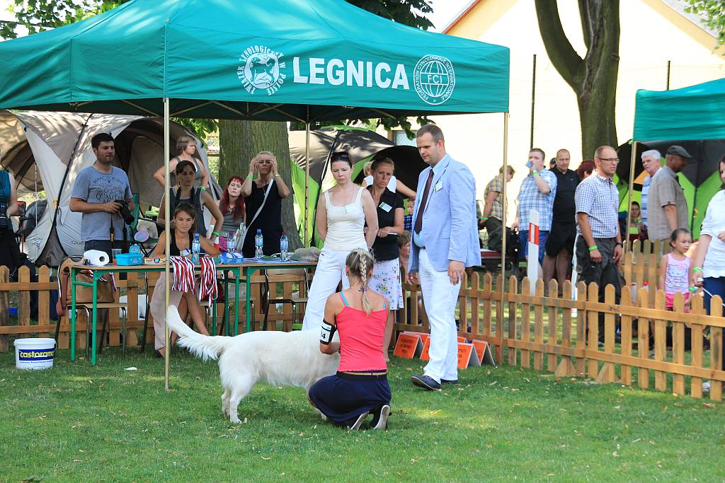 Psy pasterskie i myśliwskie w Legnickim Polu