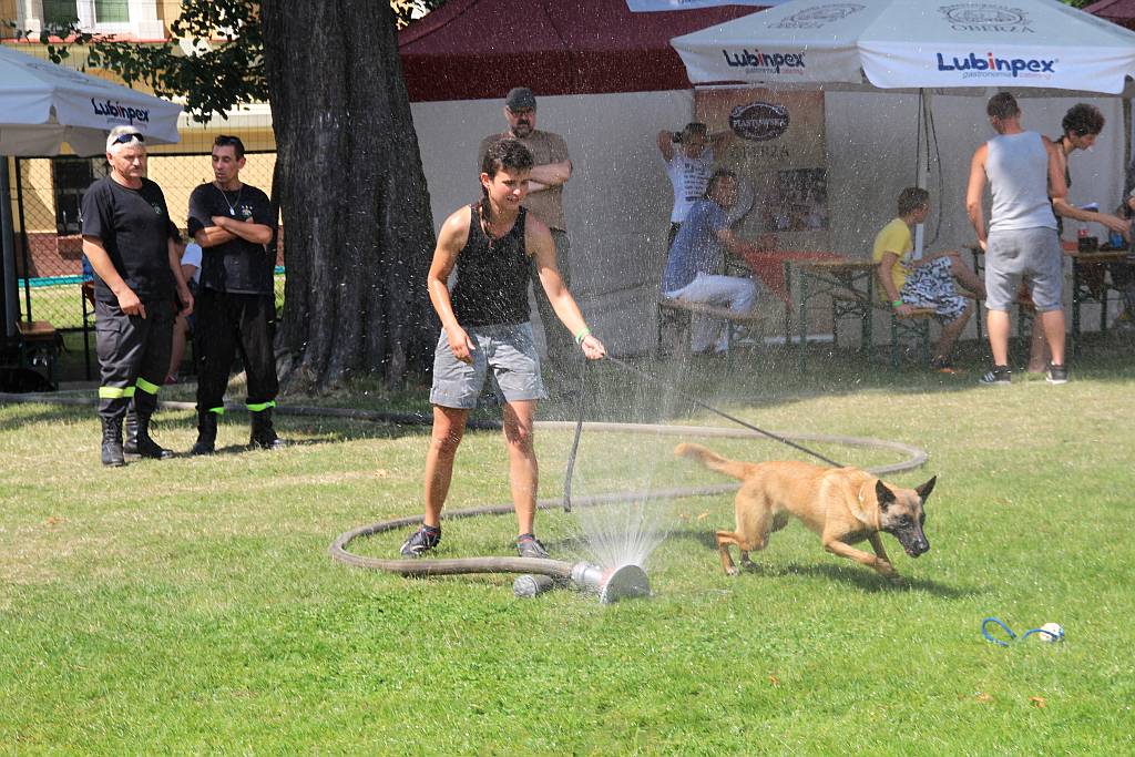 Psy pasterskie i myśliwskie w Legnickim Polu