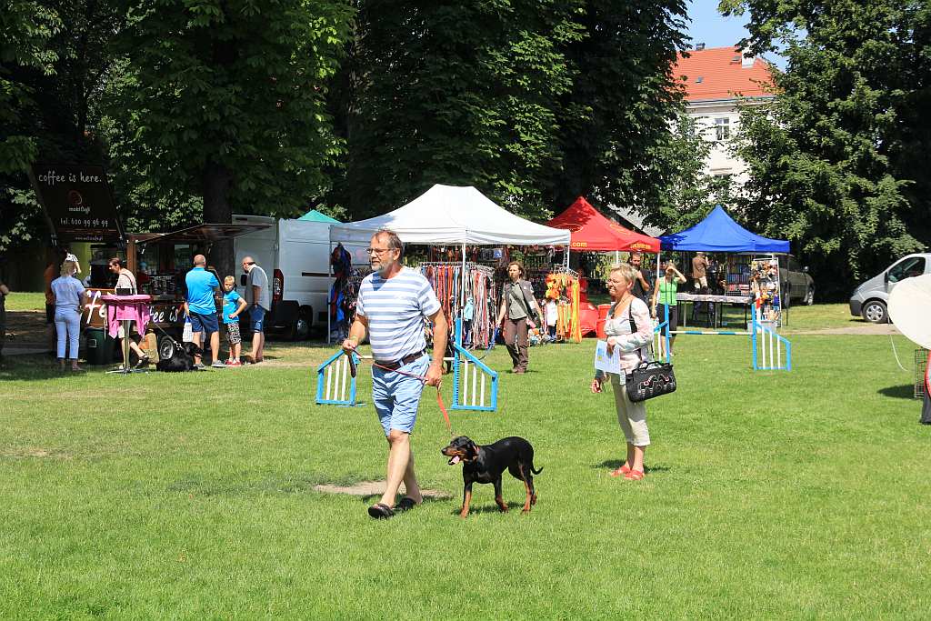 Psy pasterskie i myśliwskie w Legnickim Polu
