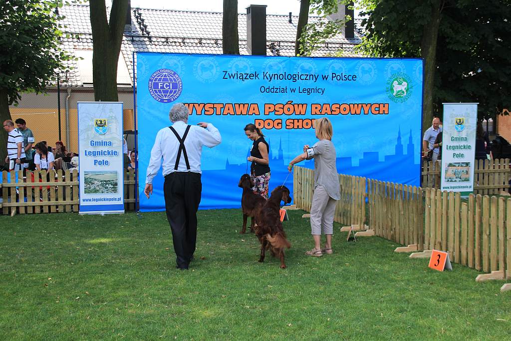 Psy pasterskie i myśliwskie w Legnickim Polu