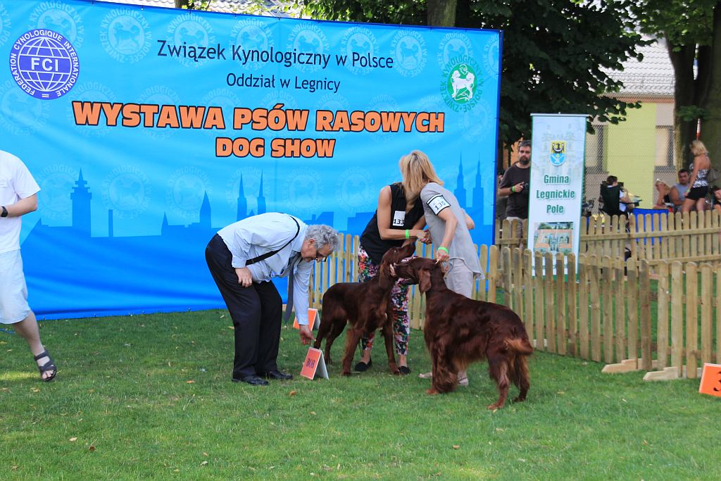 Psy pasterskie i myśliwskie w Legnickim Polu