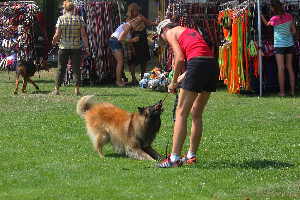 Psy pasterskie i myśliwskie w Legnickim Polu