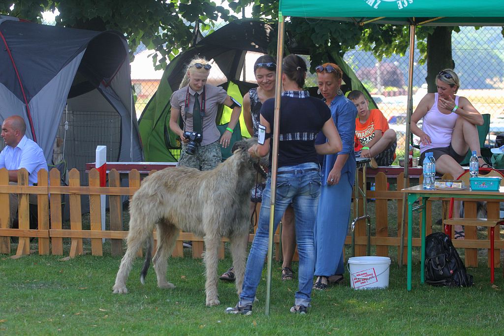 Psy pasterskie i myśliwskie w Legnickim Polu