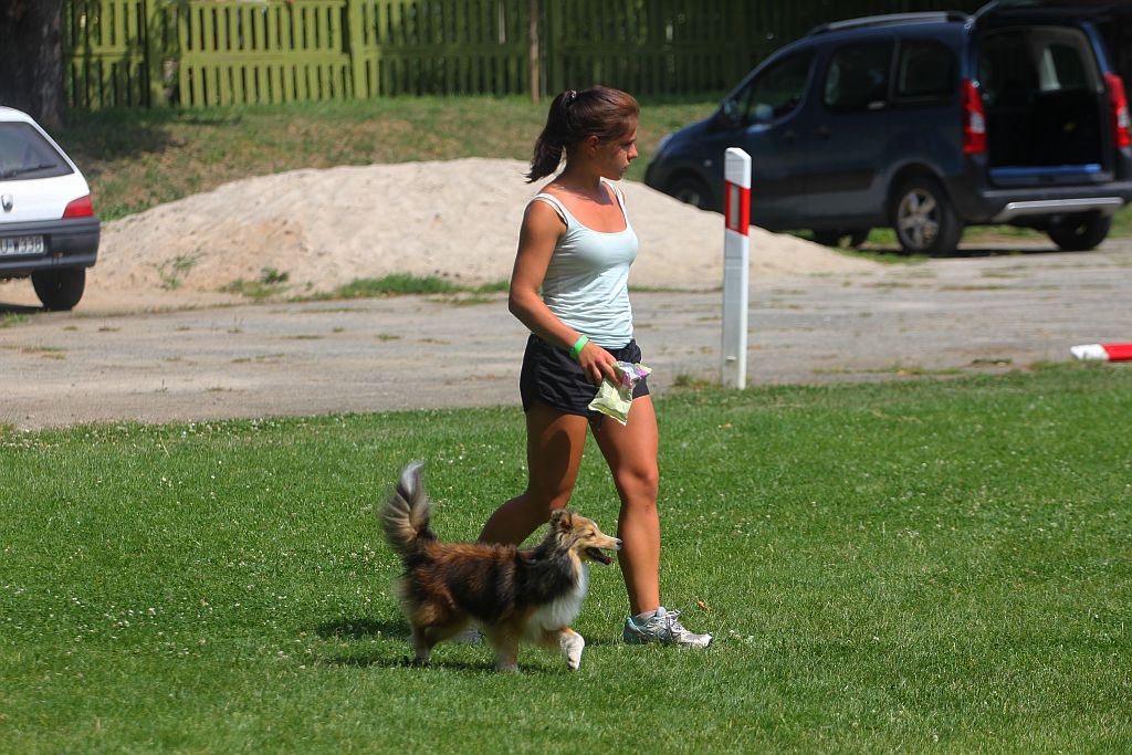 Psy pasterskie i myśliwskie w Legnickim Polu