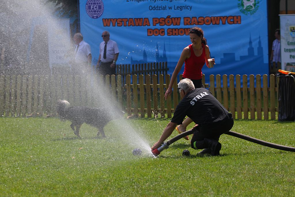 Psy pasterskie i myśliwskie w Legnickim Polu
