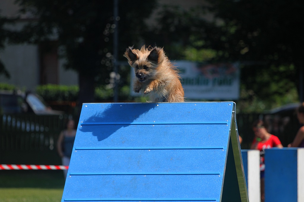 Psy pasterskie i myśliwskie w Legnickim Polu