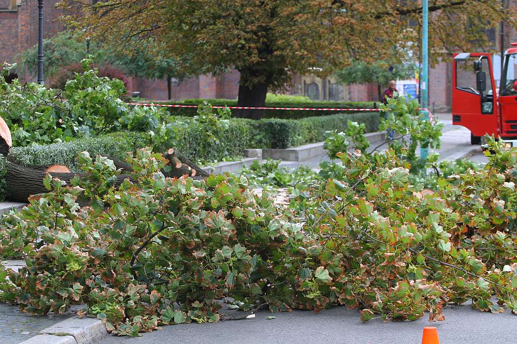 W centrum Legnicy runął pomnik ... przyrody
