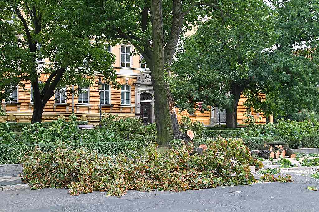 W centrum Legnicy runął pomnik ... przyrody