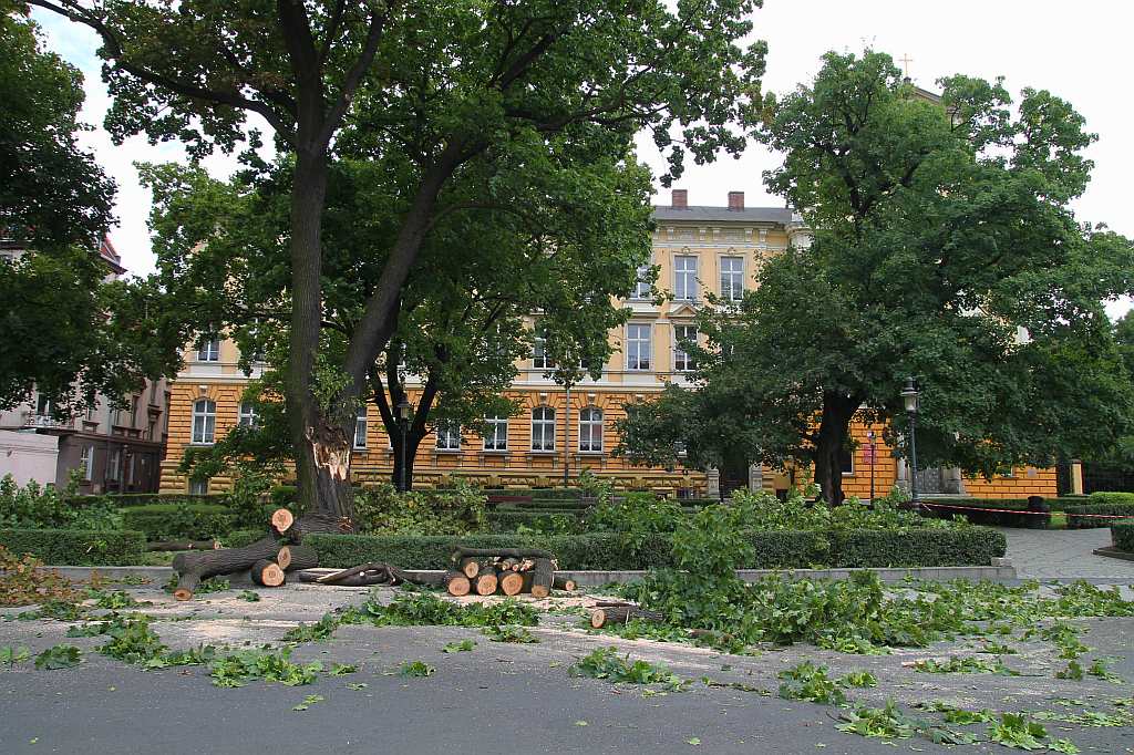W centrum Legnicy runął pomnik ... przyrody