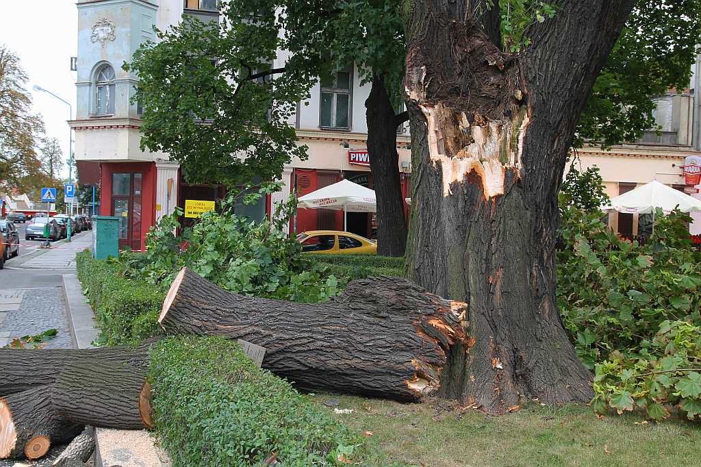 W centrum Legnicy runął pomnik ... przyrody