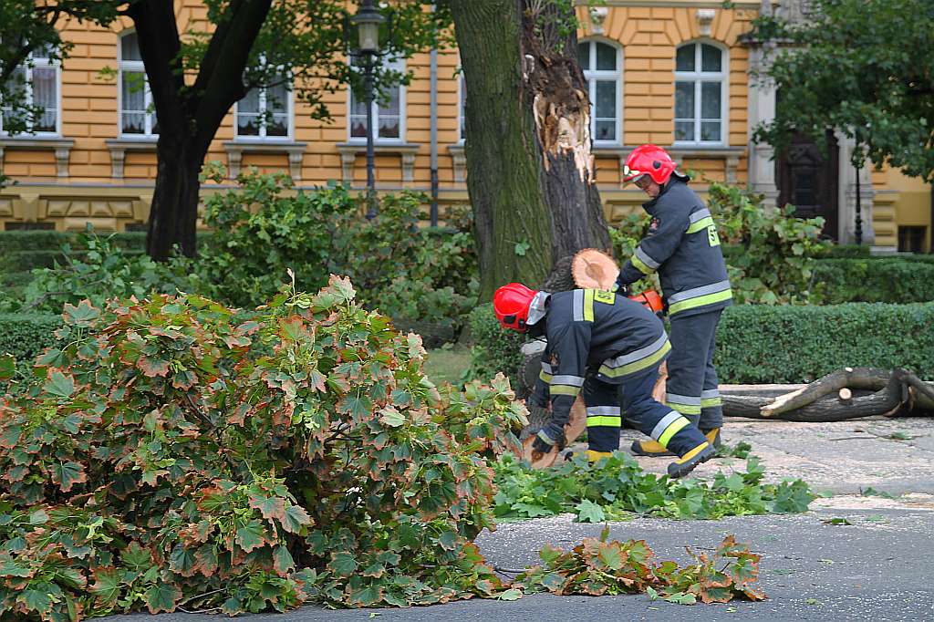 W centrum Legnicy runął pomnik ... przyrody
