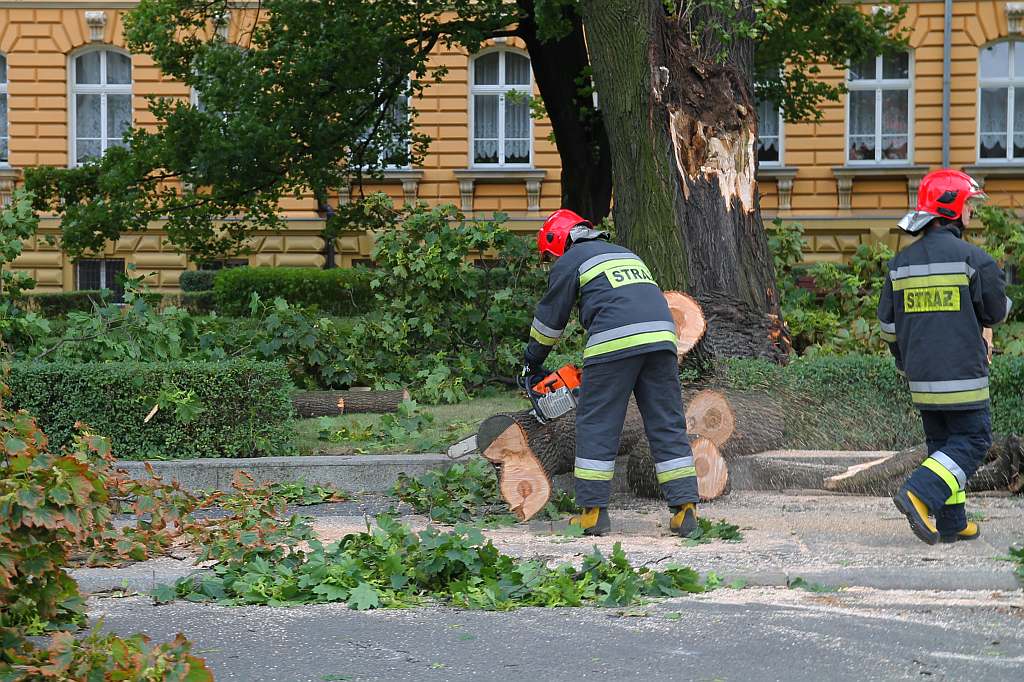 W centrum Legnicy runął pomnik ... przyrody
