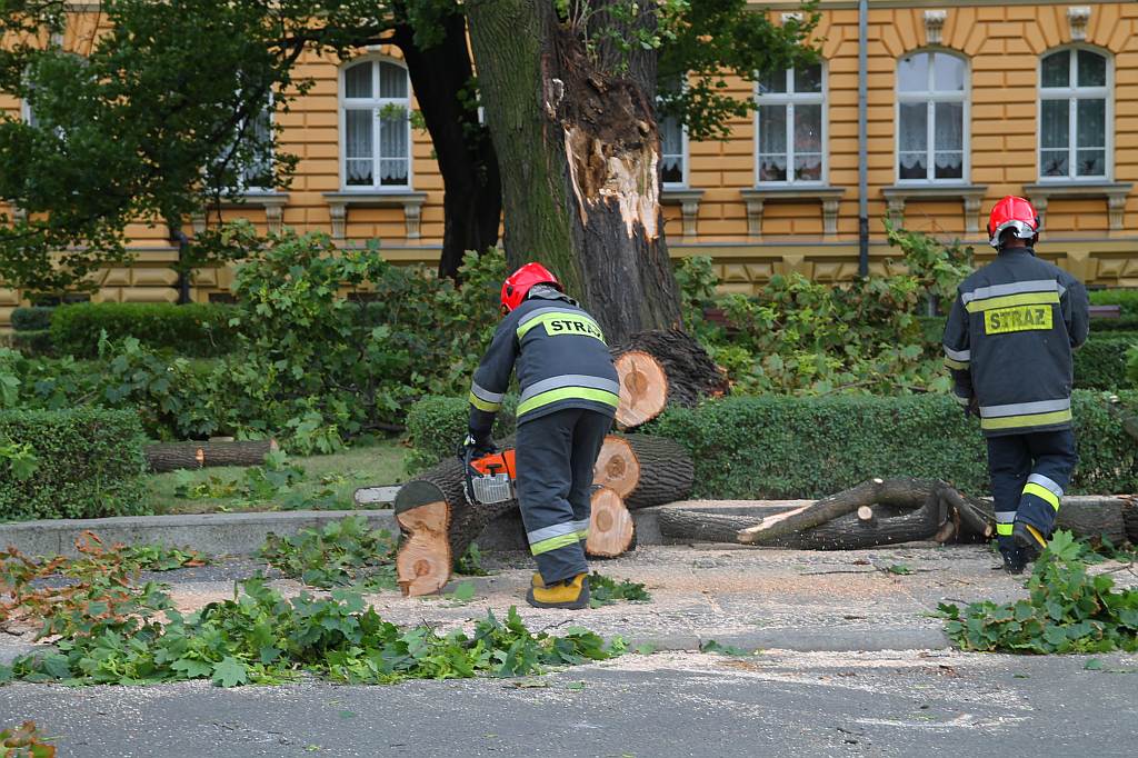 W centrum Legnicy runął pomnik ... przyrody