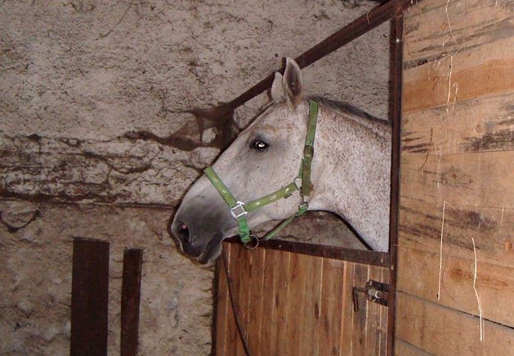 Dni Otwarte Fundacji Centaurus w Szczedrzykowicach od środka