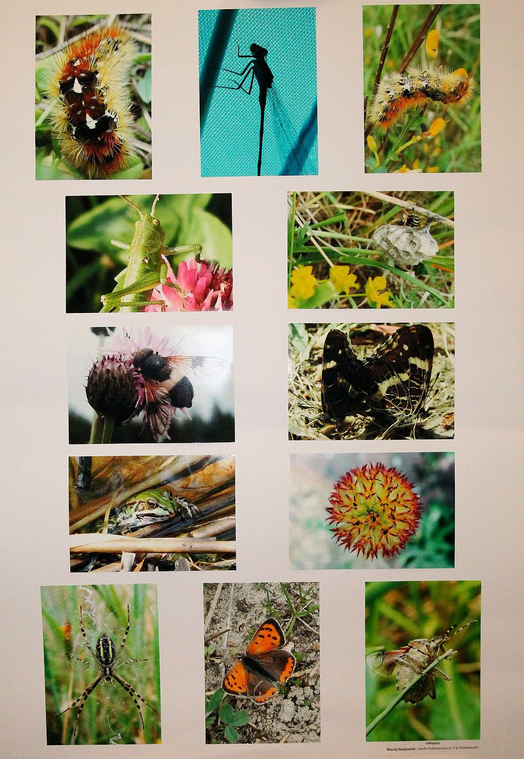 Przyroda ojczysta pędzlem i obiektywem